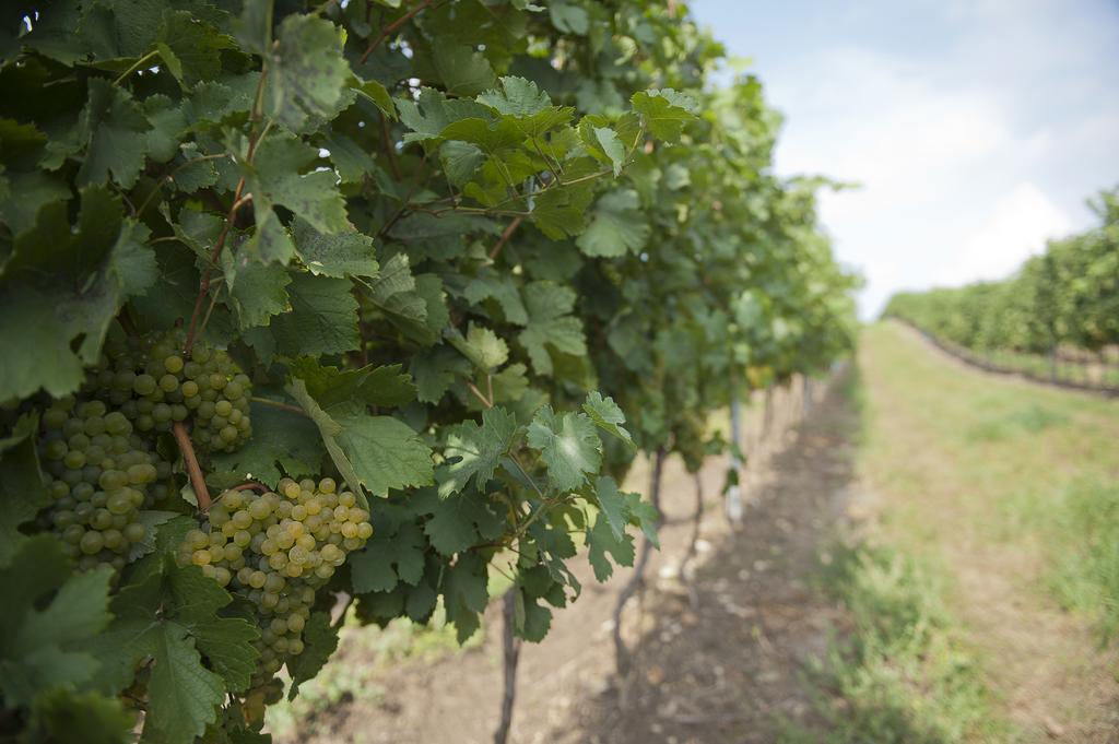 Weingut Martinshof Sankt Ulrich (Ganserndorf) Exterior foto